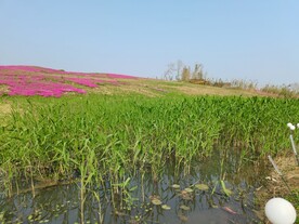蓝天绿草