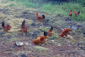 乡村土鸡