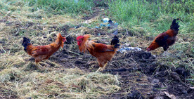 散养土鸡打架