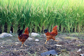 走地土鸡