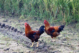 走地土鸡