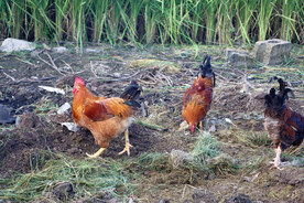 散养土鸡