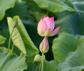 荷花花苞花蕾