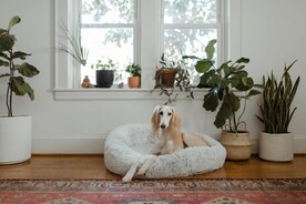 阿富汗猎犬