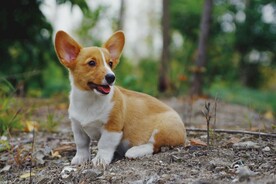 柯基犬