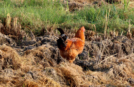 稻田土鸡