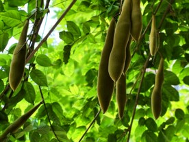 豆荚