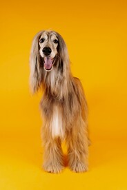 阿富汗猎犬