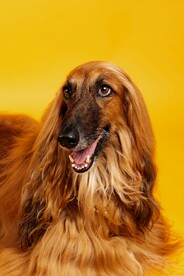 阿富汗猎犬
