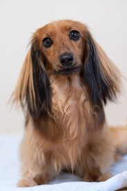 阿富汗猎犬
