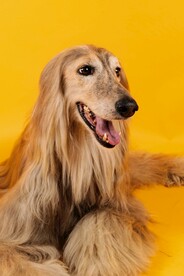 阿富汗猎犬