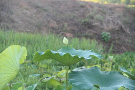 小山村荷花莲子