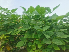 豆苗
