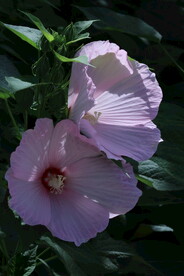 芙蓉葵