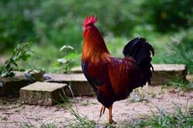 大公鸡高清摄影图