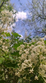 绿色花草背景