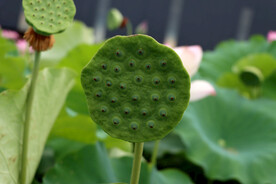 莲蓬莲子