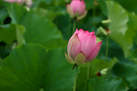荷花花苞花蕾