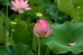 荷花花苞花蕾