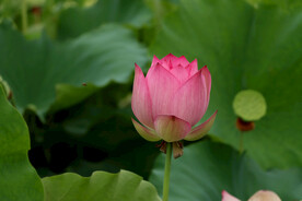 荷花花苞