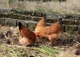 三只母鸡