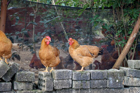 乡村母鸡