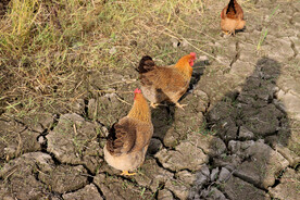 田园母鸡