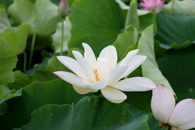 白莲花