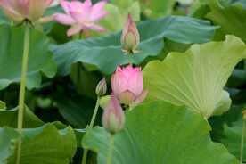 荷花花苞