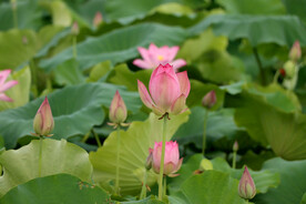 荷花花苞