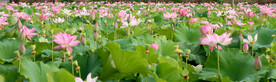 荷花盛开