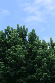 树枝 
