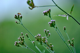 蜜蜂采花
