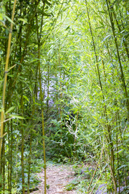 户外竹林竹子
