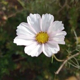 白色格桑花