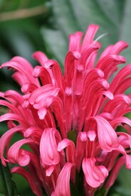 珊瑚花