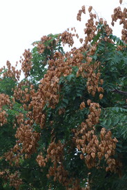 栾树 