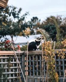 房东的猫