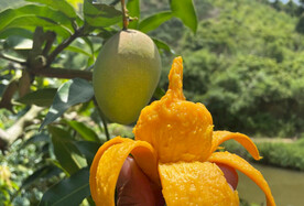小台芒