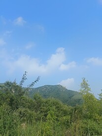 树枝天空