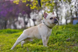 法国斗牛犬