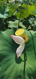 莲花、莲蓬