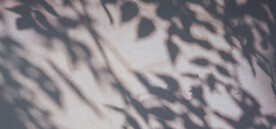 植物光影免抠素材