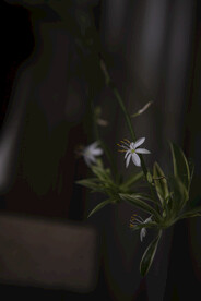 吊兰花