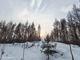 雪地树林