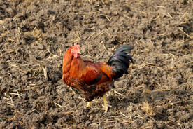 散养土鸡