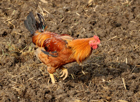 散养土鸡
