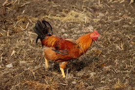 散养土鸡