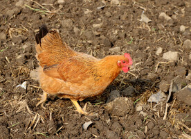 走地土鸡
