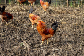 散养土鸡